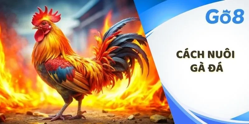 Cách nuôi gà đá