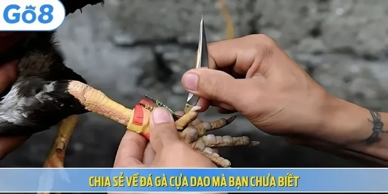 Chia sẻ về đá gà cựa dao mà bạn chưa biết