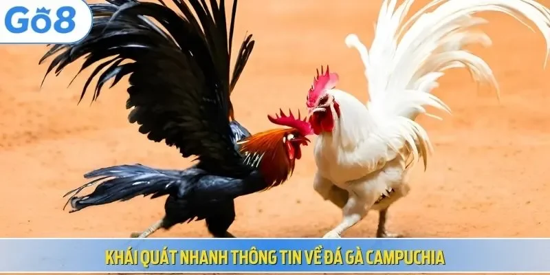 Khái quát nhanh thông tin về đá gà Campuchia